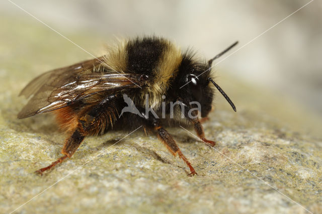 Bombus mendax