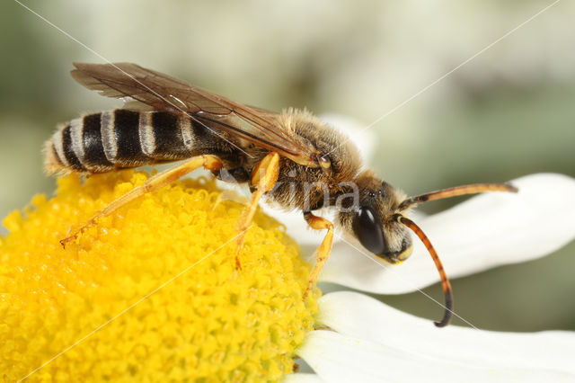 Zesbandgroefbij (Halictus sexcinctus)