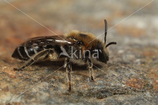 Colletes floralis