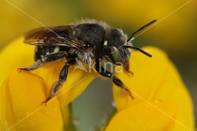 Kleine wolbij (Anthidium punctatum)