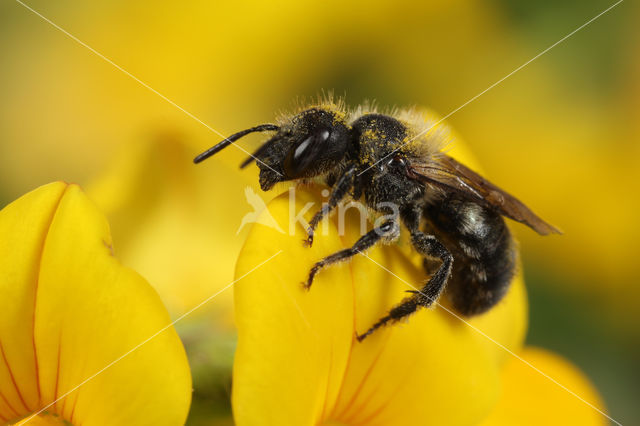 Boommetselbij (Osmia parietina)