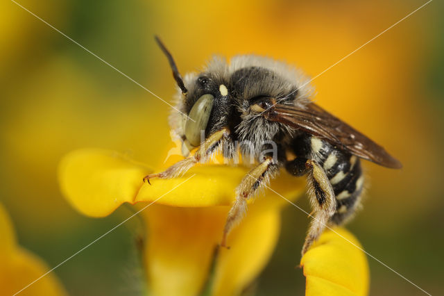 Kleine wolbij (Anthidium punctatum)