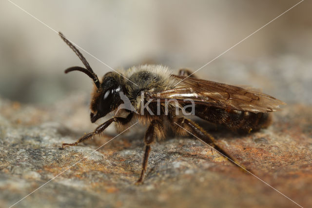 Zwartflankzandbij (Andrena thoracica)