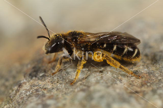 Blokhoofdgroefbij (Halictus maculatus)