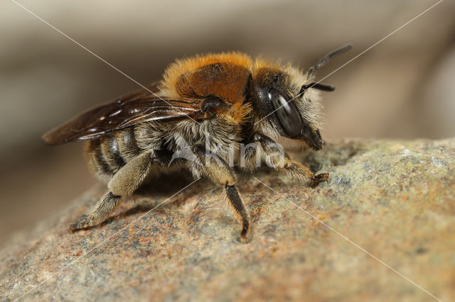 Grote harsbij (Anthidium byssinum)