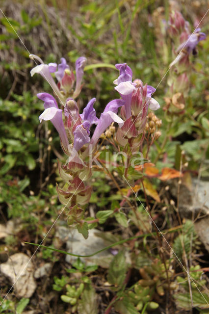 alpine skullcap (Scutellaria alpina)