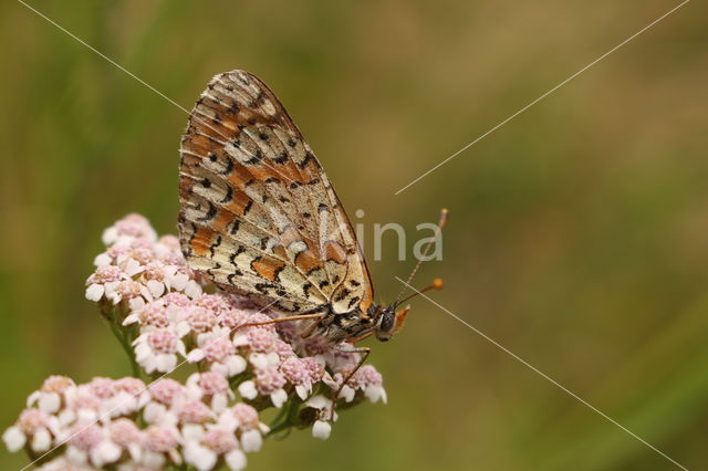 Tweekleurige parelmoervlinder (Melitaea didyma)