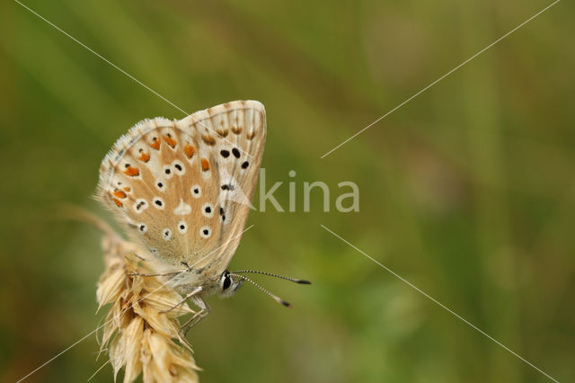 Bleek blauwtje (Polyommatus coridon)