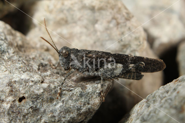 Roodvleugelsprinkhaan (Oedipoda germanica)