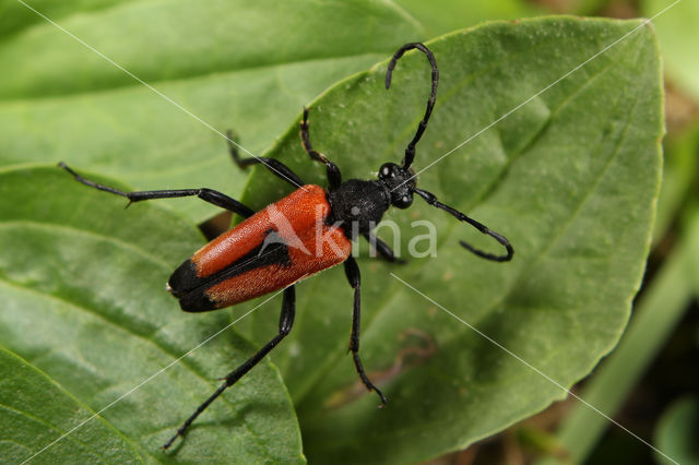 Stictoleptura cordigera