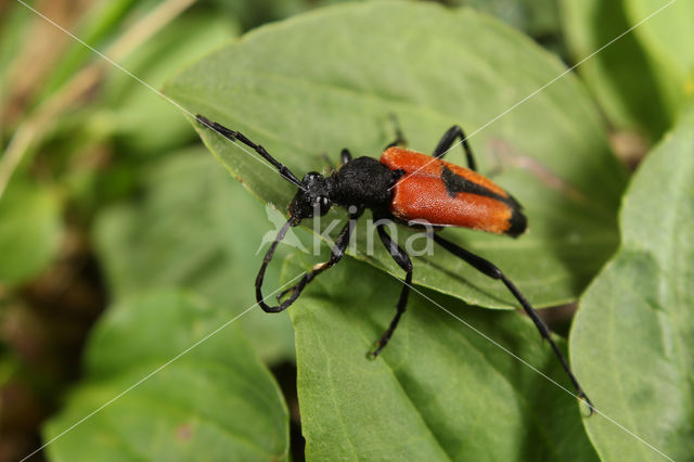 Stictoleptura cordigera