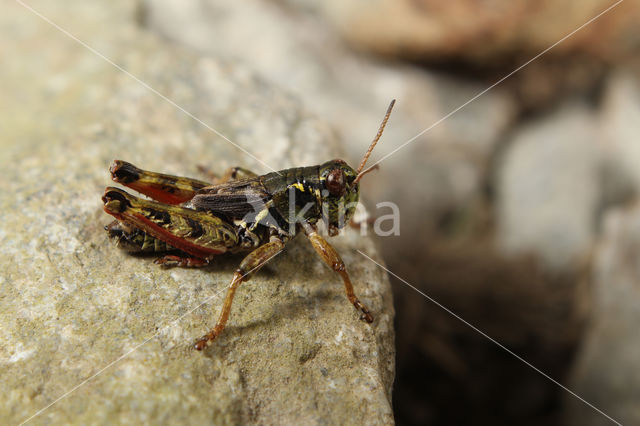 A Spur-throat Grasshopper (Melanoplus frigidus)