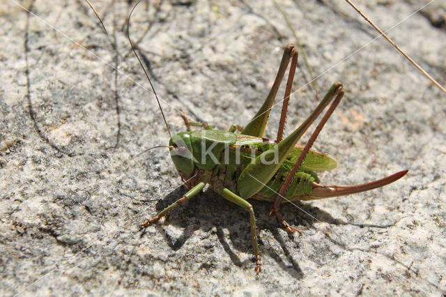 Wrattenbijter (Decticus verrucivorus)