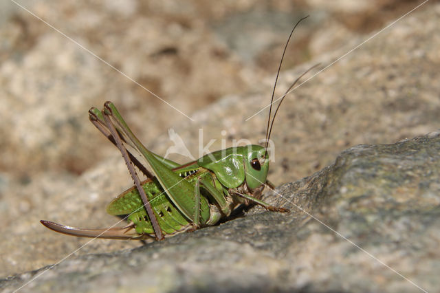 Wrattenbijter (Decticus verrucivorus)