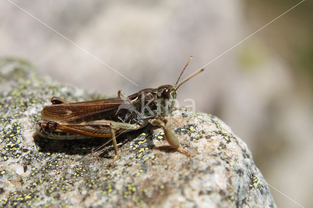 Club-legged Grasshopper