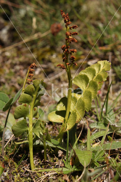 Gelobde maanvaren (Botrychium lunaria)