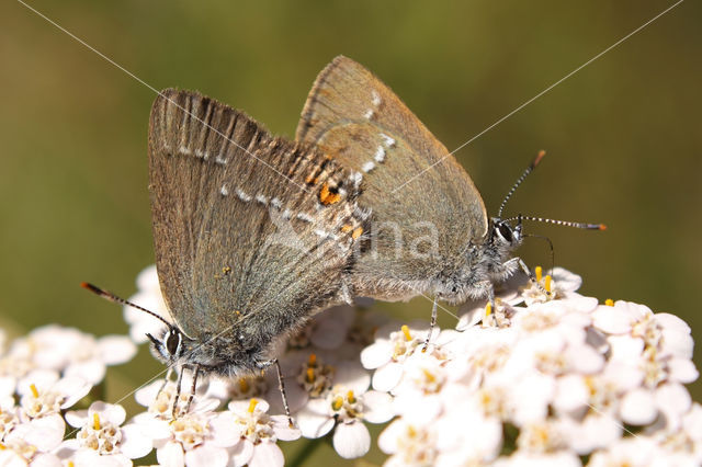 Sloe Hairstreak (Satyrium acaciae)