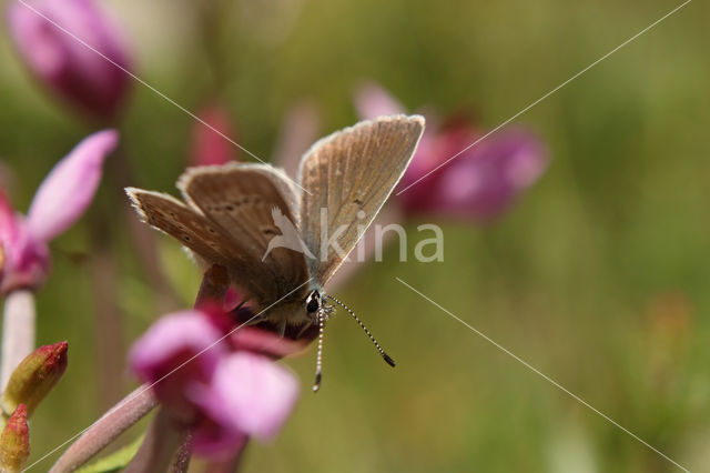 Zwart blauwtje (Aricia eumedon)