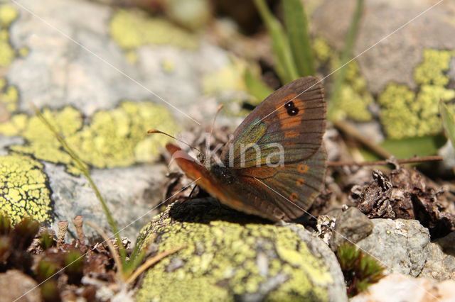 Common Brassy Ringlet (Erebia cassioides)