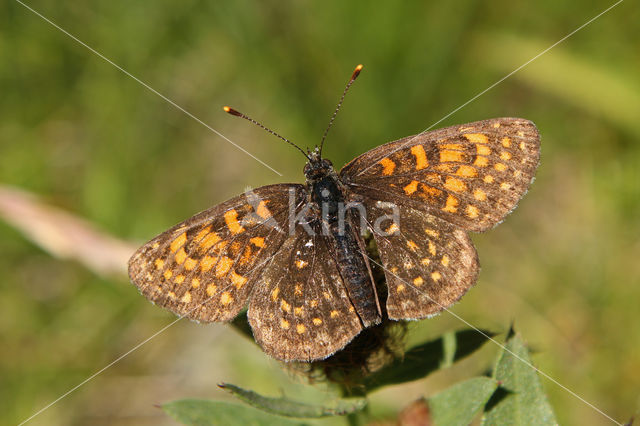 Woudparelmoervlinder (Melitaea diamina)