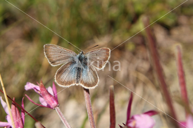 Zilverbruin blauwtje (Aricia nicias)