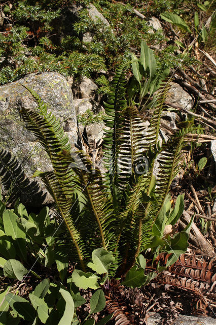 Holly Fern (Polystichum lonchitis)