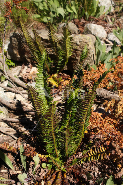 Holly Fern (Polystichum lonchitis)