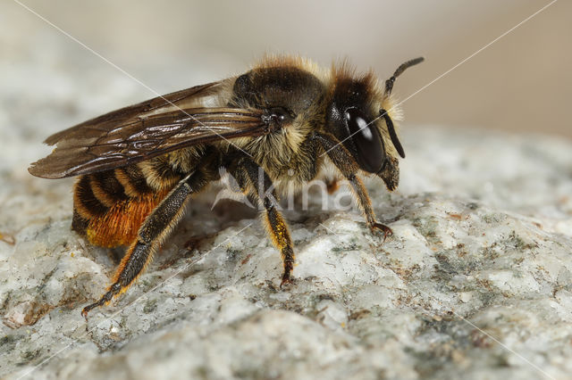 Pyreneese Behangersbij (Megachile pyrenaea)