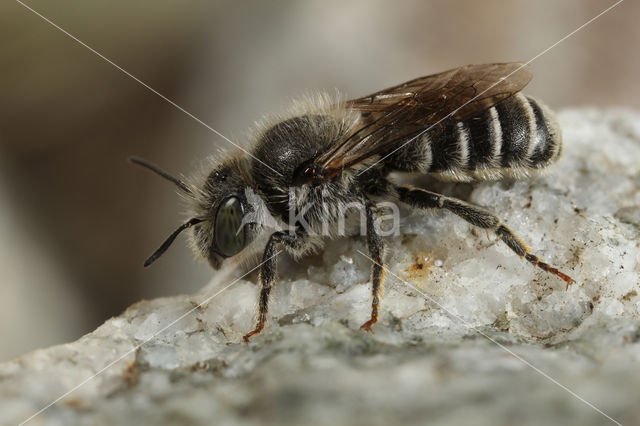 Osmia anthocopoides