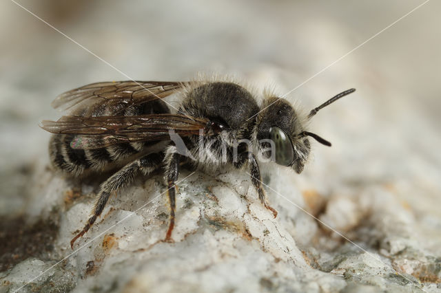 Zwaluwbij (Osmia anthocopoides)