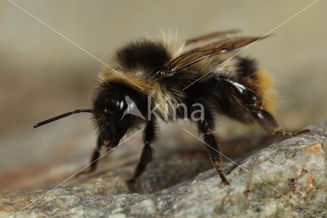 Bombus sichelii