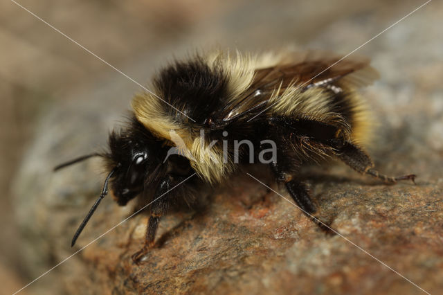 Bombus sichelii