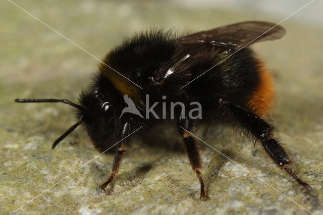 Broken belted bumblebee (Bombus soroeensis)