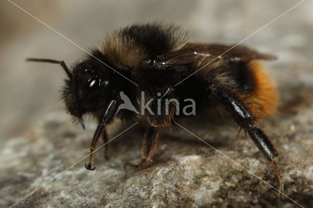 Red-shanked carder bee (Bombus ruderarius)