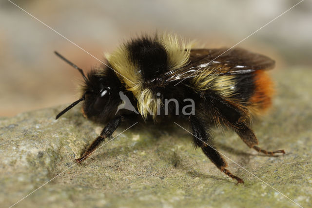 Bombus sichelii