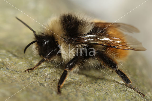 Bombus monticola