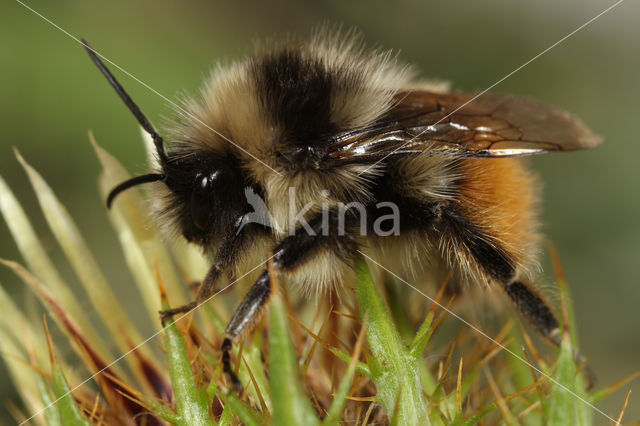 Bombus monticola