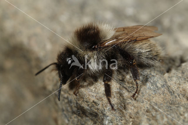 Bombus mesomelas