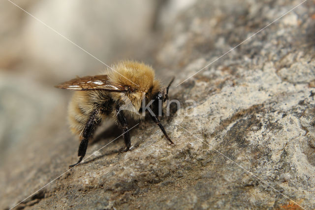 Akkerhommel (Bombus pascuorum)