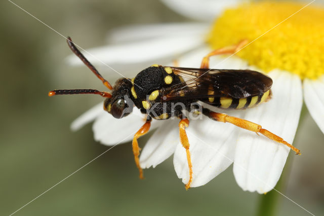 Doornloze wespbij (Nomada emarginata)