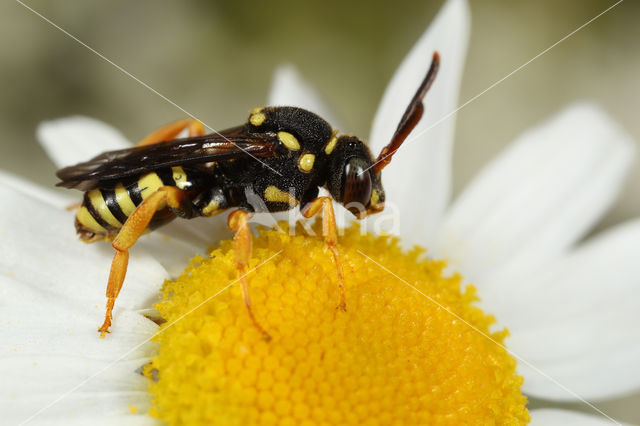 Doornloze wespbij (Nomada emarginata)