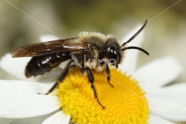 Zwartflankzandbij (Andrena thoracica)