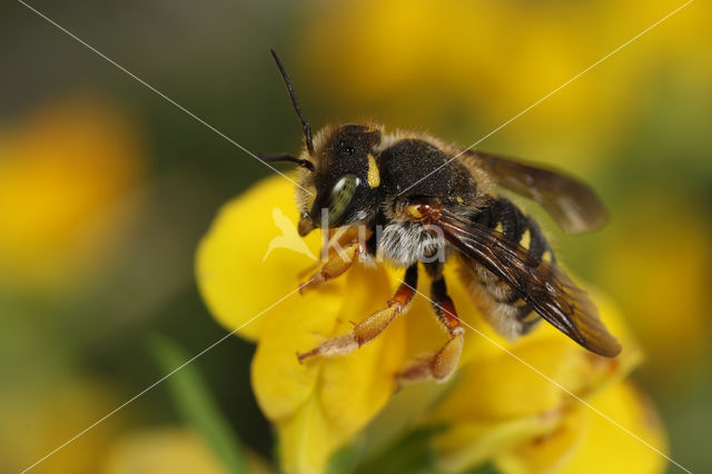 Tweelobbige wolbij (Anthidium oblongatum)