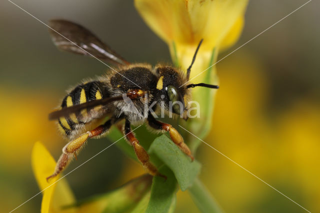 Tweelobbige wolbij (Anthidium oblongatum)