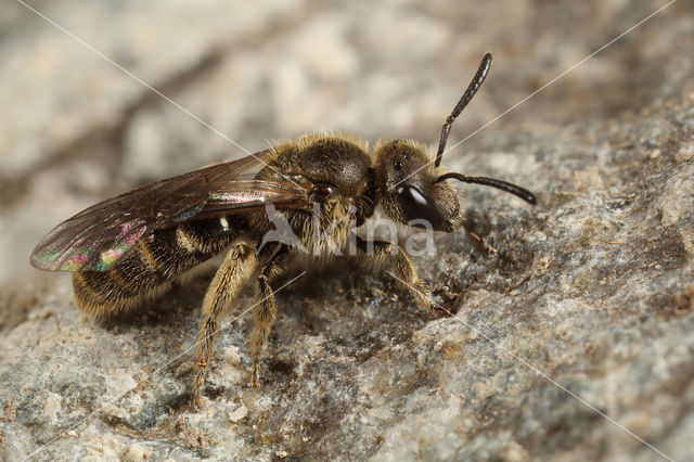 Slanke groefbij (Lasioglossum fulvicorne)