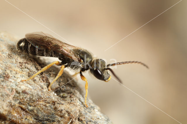 Parkbronsgroefbij (Halictus tumulorum)