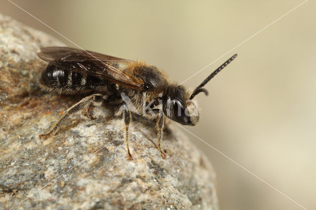 Glanzende bandgroefbij (Lasioglossum zonulum)