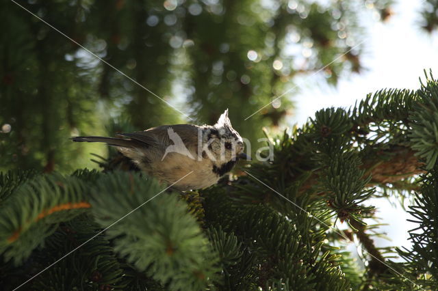 Kuifmees (Parus cristatus)