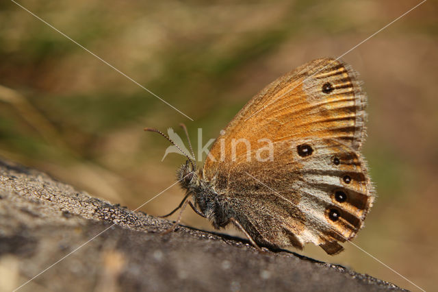 Pearly Heath (Coenonympha arcania)