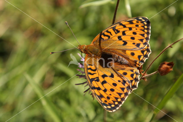 Grote parelmoervlinder (Argynnis aglaja)